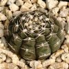 Gymnocalycium_ragonesii